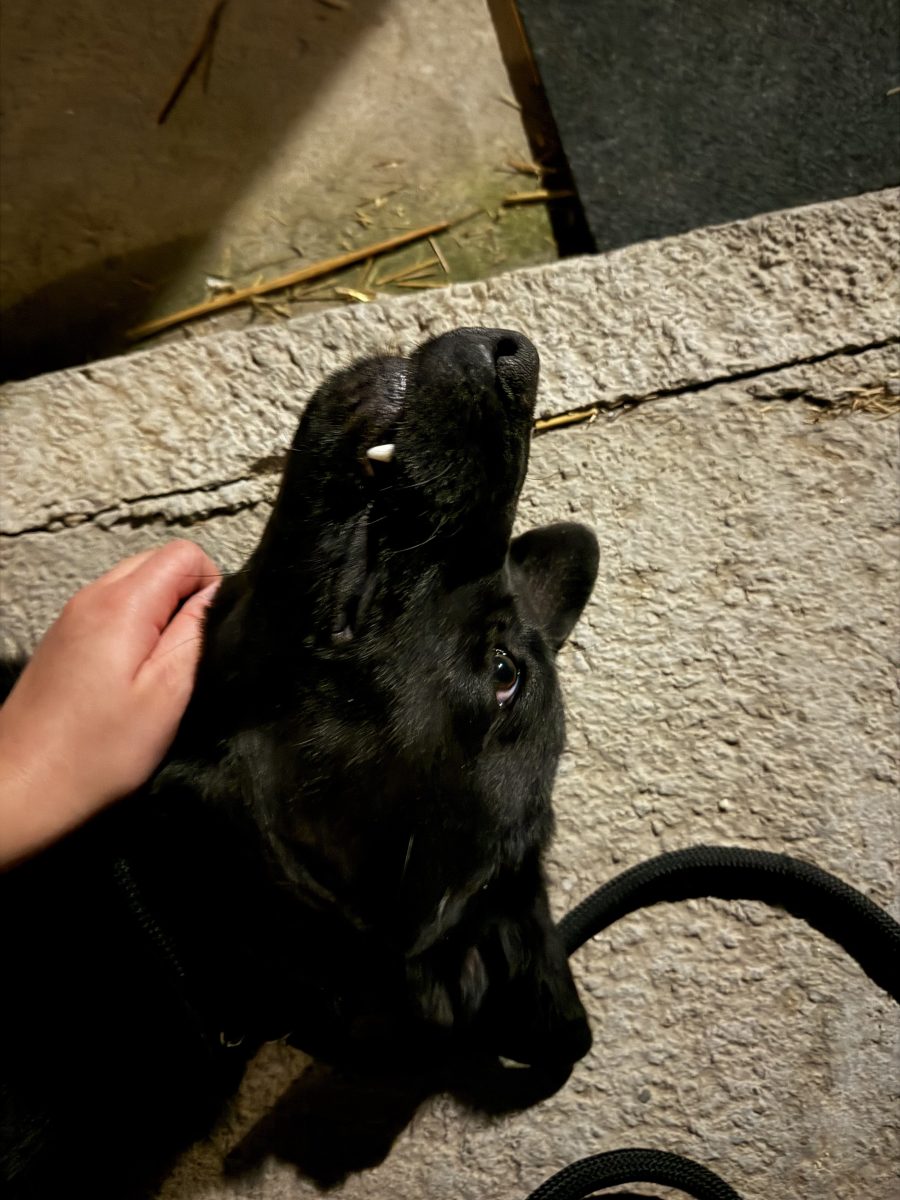 🐾 Nero caută o familie pe măsura inimii lui mari! ❤️