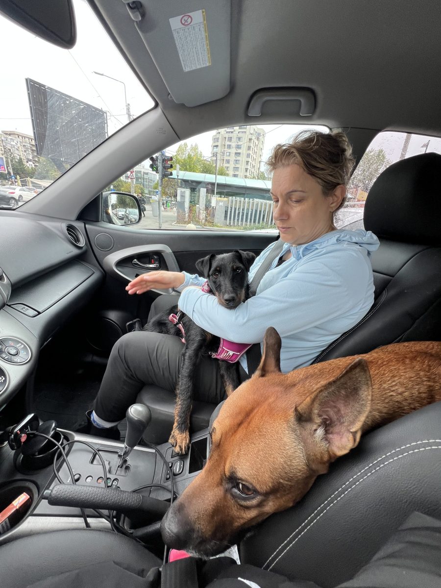 Femela jugdterrier