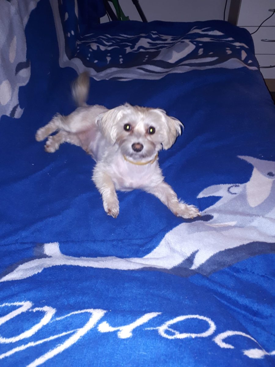 Spre adopție – Bichon, 5 ani, sănătos, plin de energie și de iubire cât cuprinde!