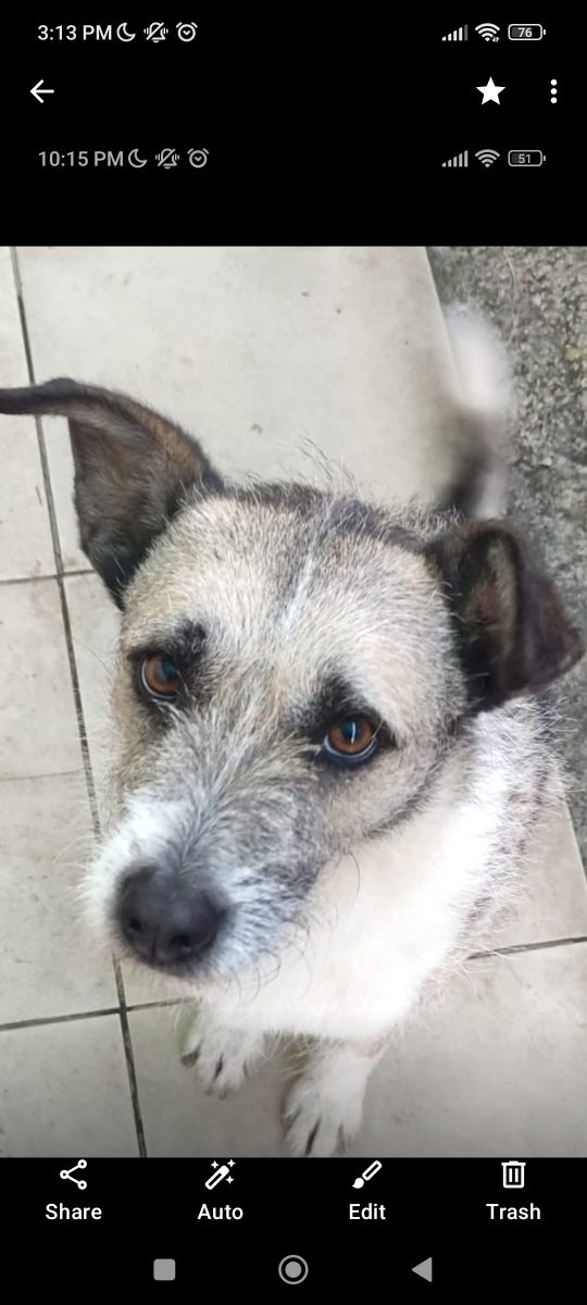 Spre adoptie o cățelușă iubitoare