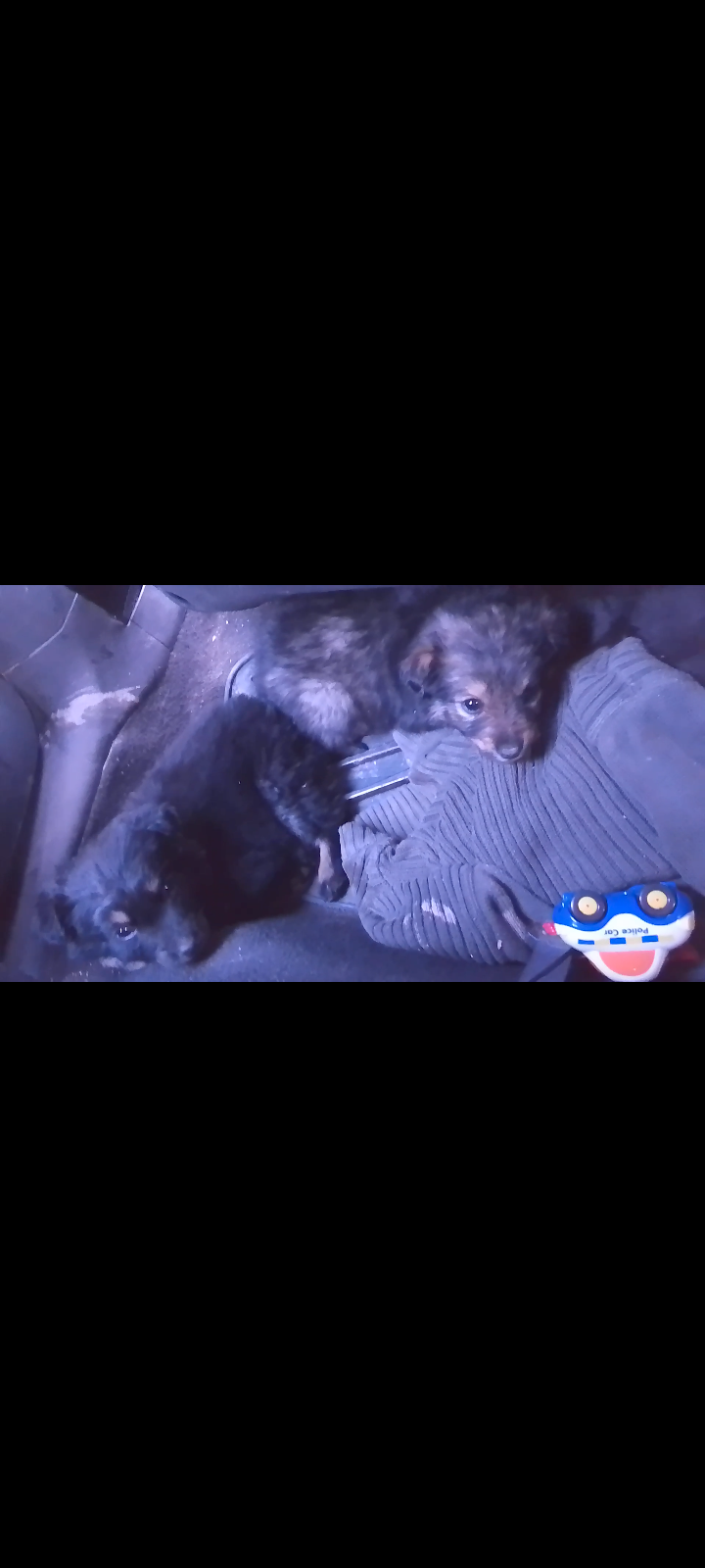 Am găsit 3 puiuți ieri pe câmp, unul îl vom păstra noi,2 am dori să-i dăm spre adopție,nu avem posibilitatea să-i ținem pe toți 3