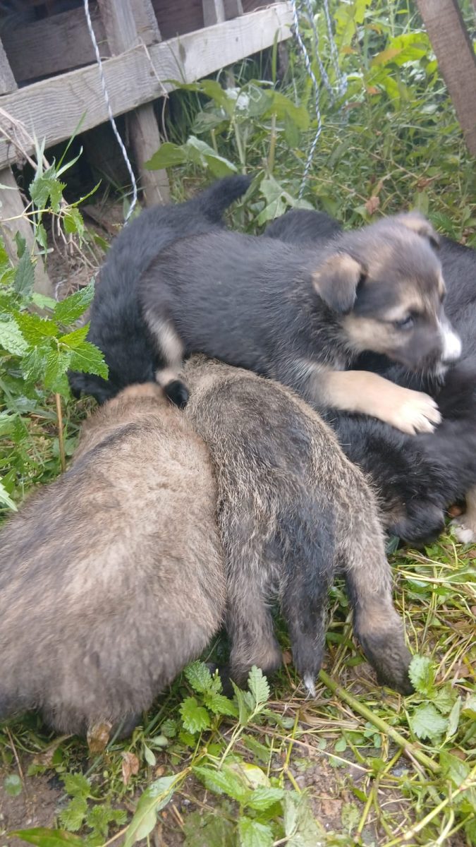 7 catelusi abndonati cauta stapan iubitor