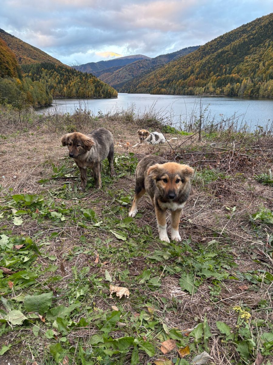 3 suflete curajoase, abandonate în munți, caută o casă și o familie ❤️🐶