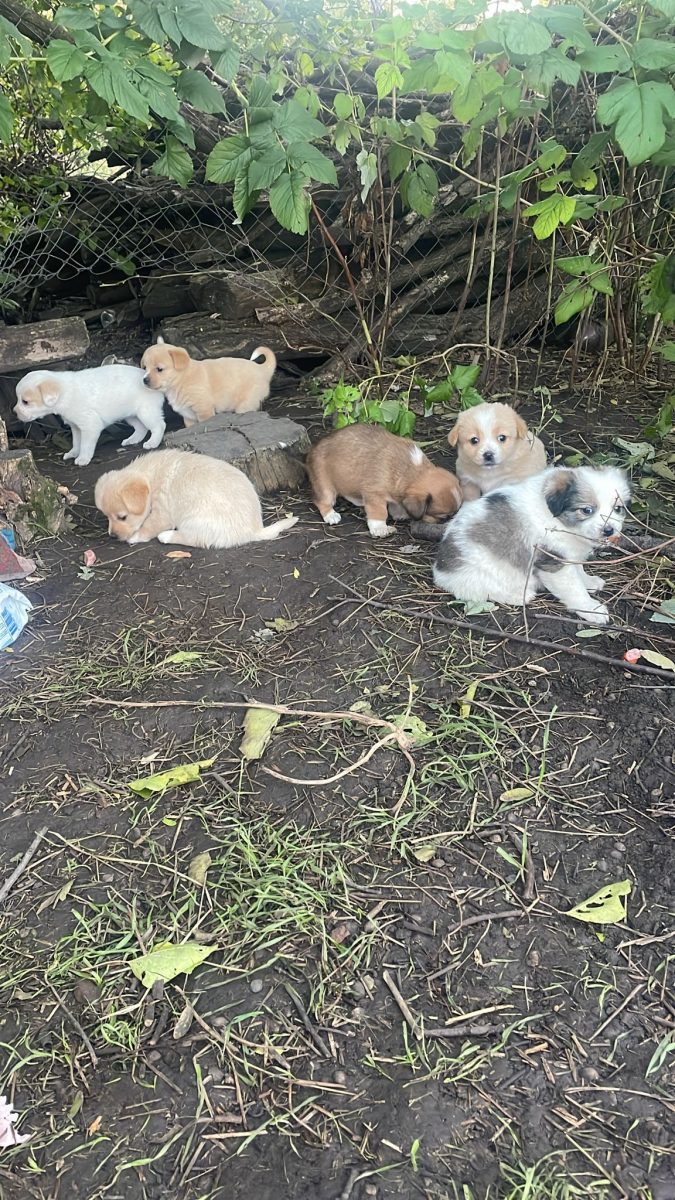 Apel la suflet – 5 puiuțe minunate și o mamă care a renăscut din suferință