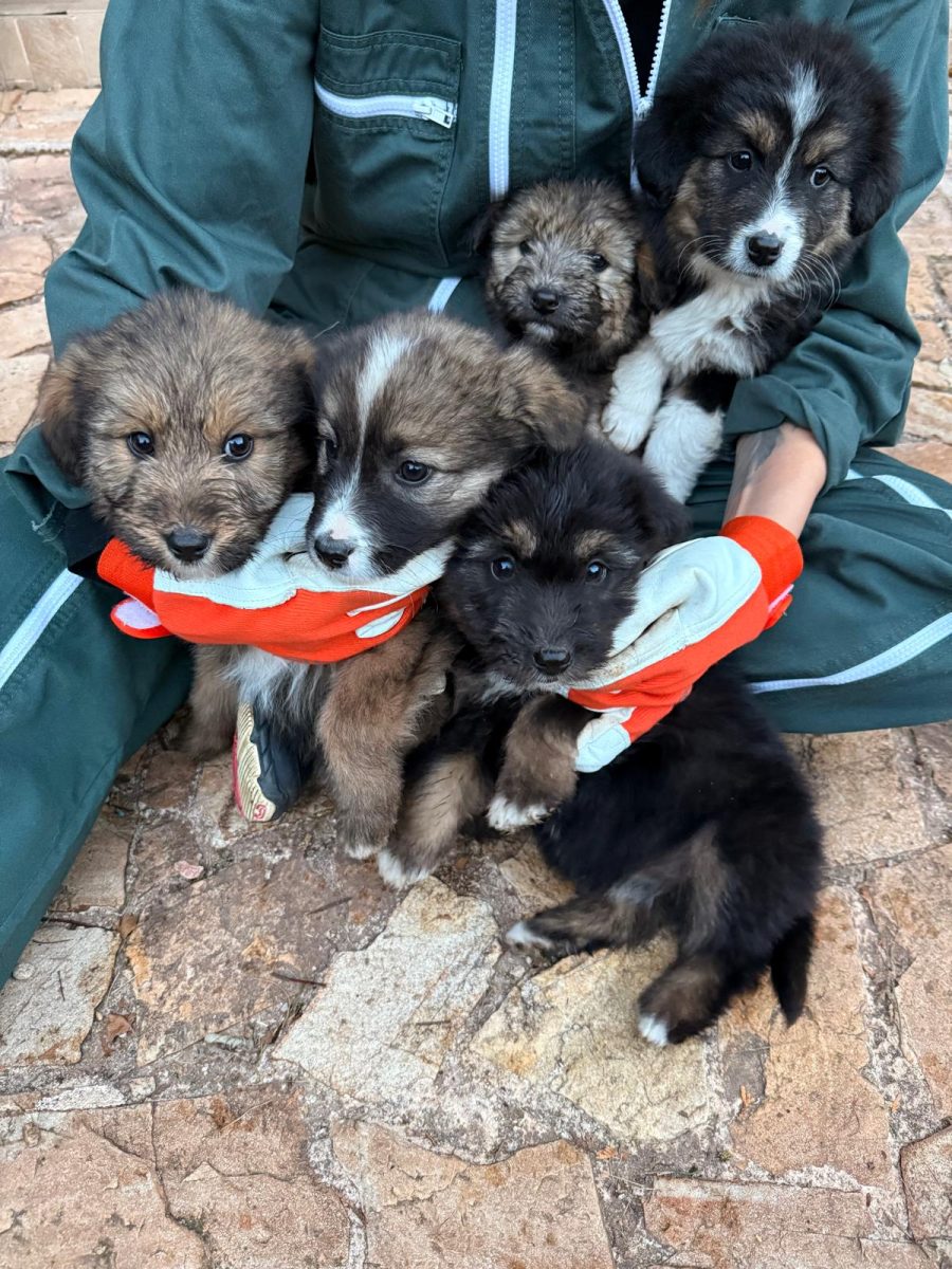 Pui catel pe strada – cautam stapani pentru adoptie