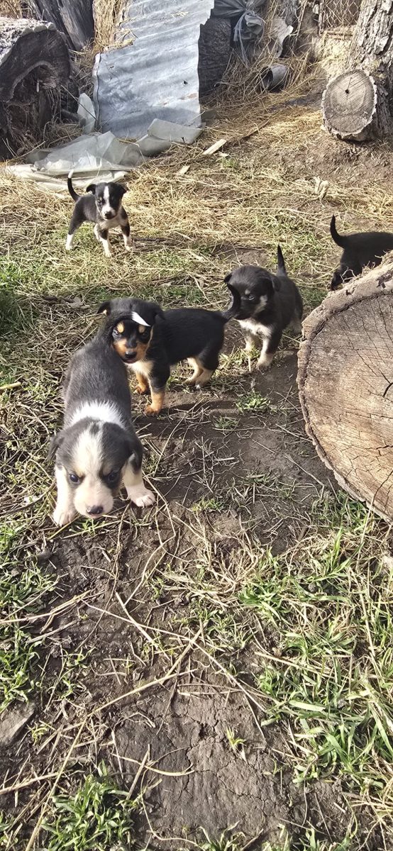 Oferă iubire și vei primi iubire! Căței spre adopție.