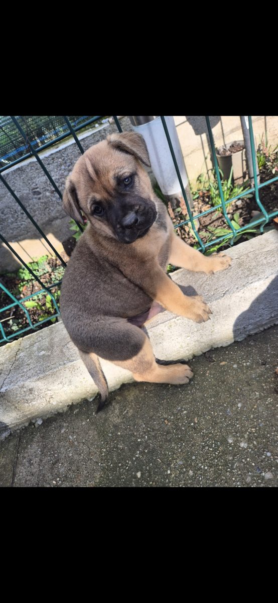 Adoptie metis Amstaff pui