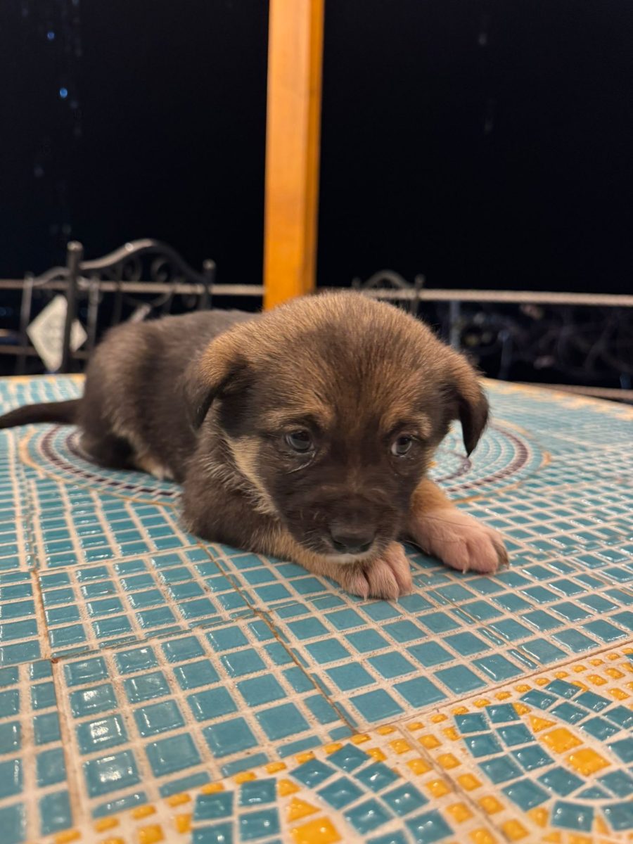 Adopta pui talie mica