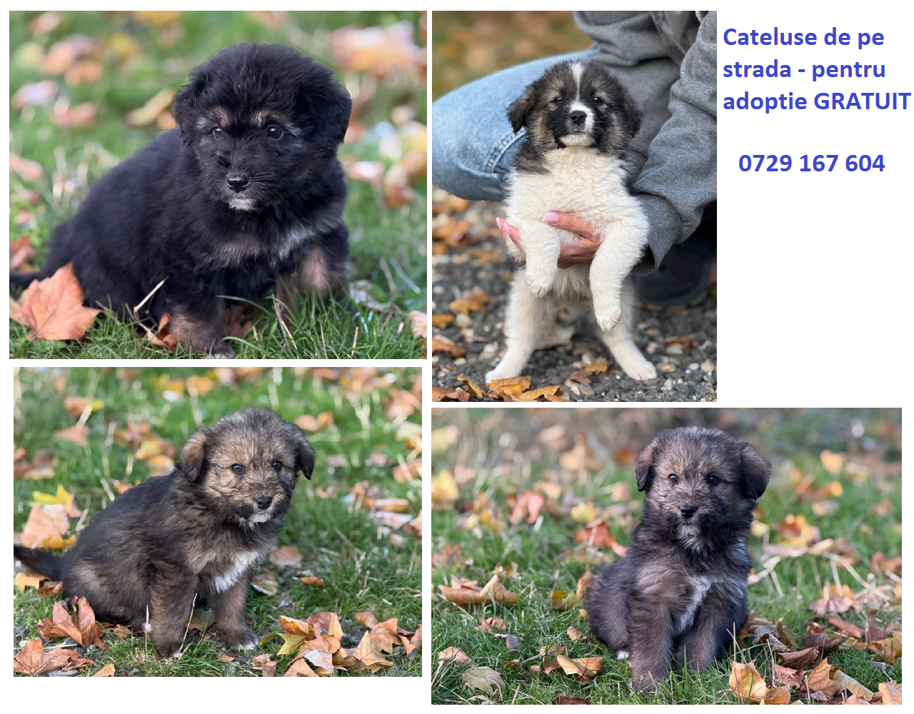 Pui catel (femele) de pe strada – cautam sa fie adoptati