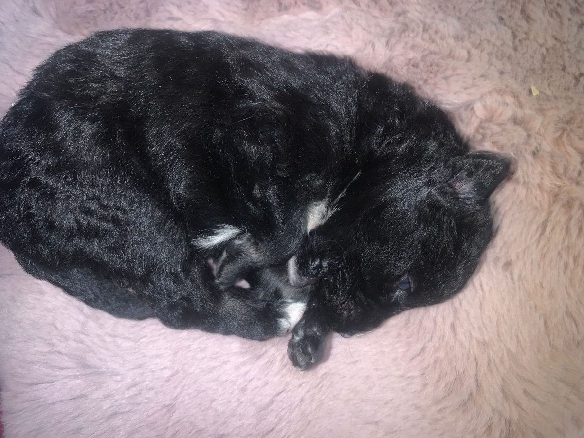 Adoptă