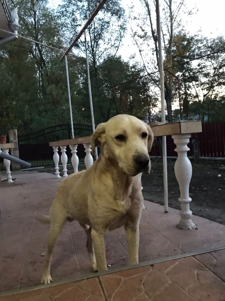 Donez labrador