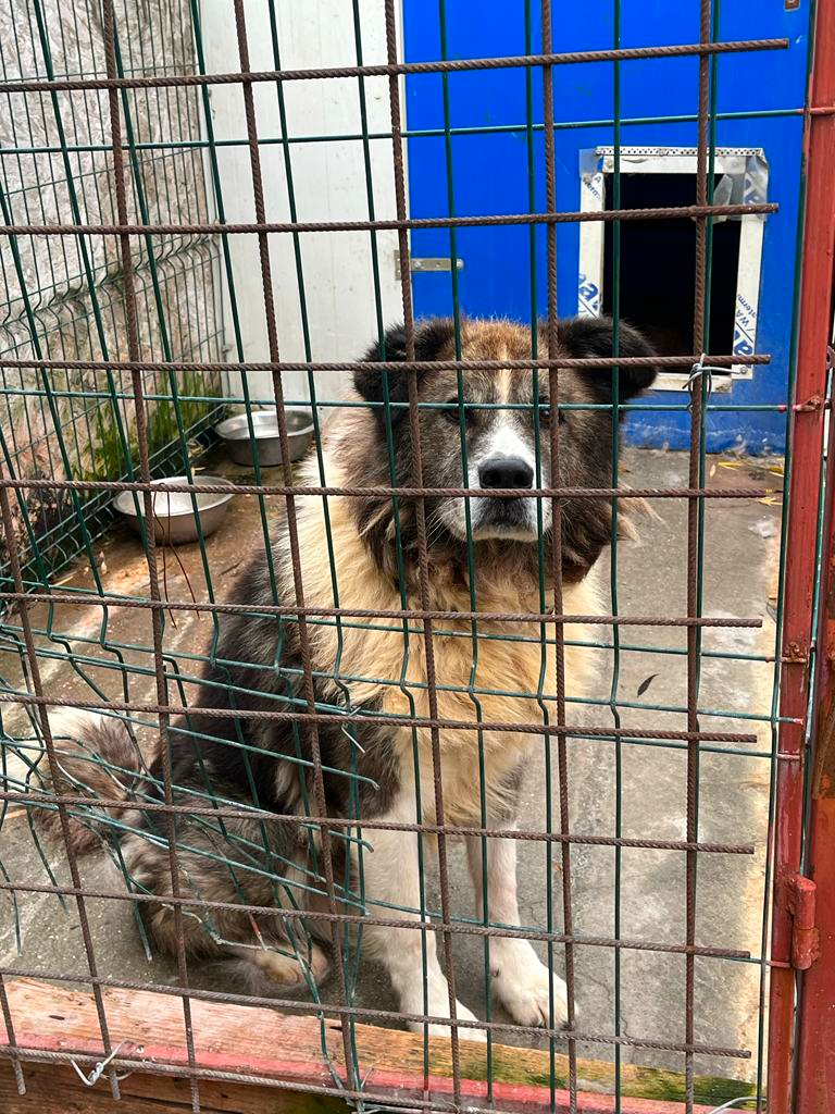Cautam adoptie sau foster cu plata pentru Box
