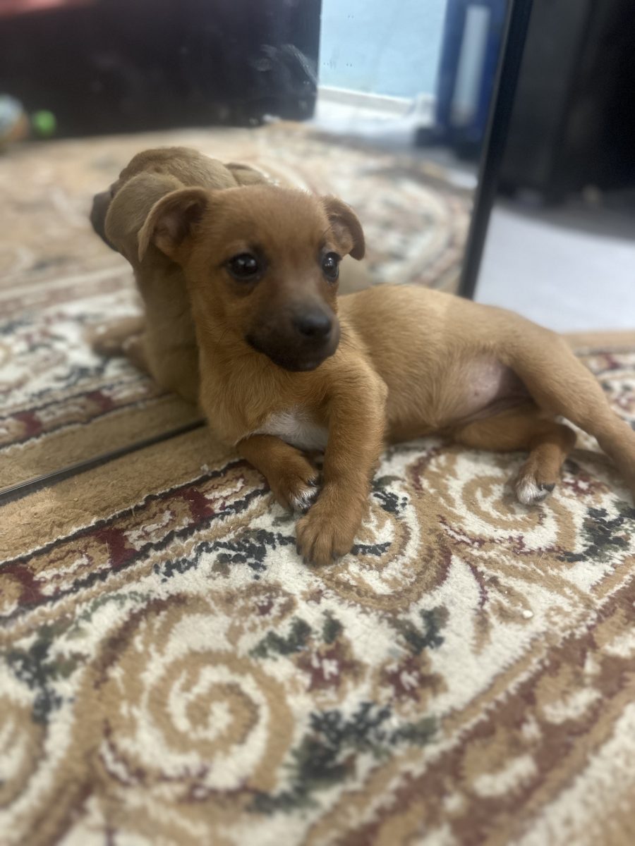 Dau spre adopție 3 fetițe superbe talie mica