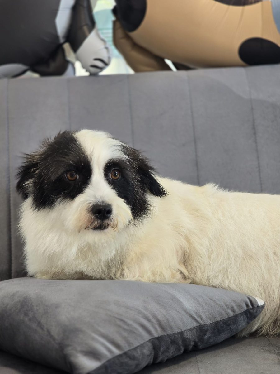 Adopta un suflet
