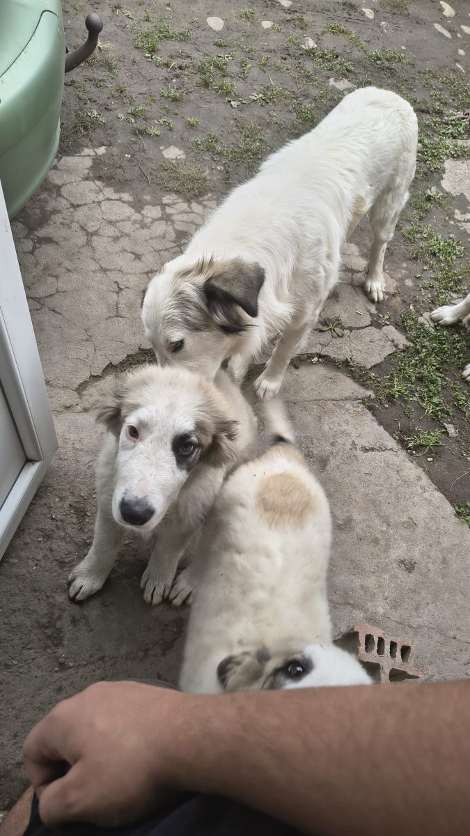 2 cățele albe de talie medie caută stăpân