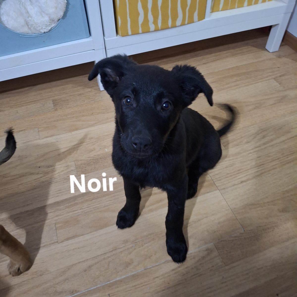 Vreu familia mea