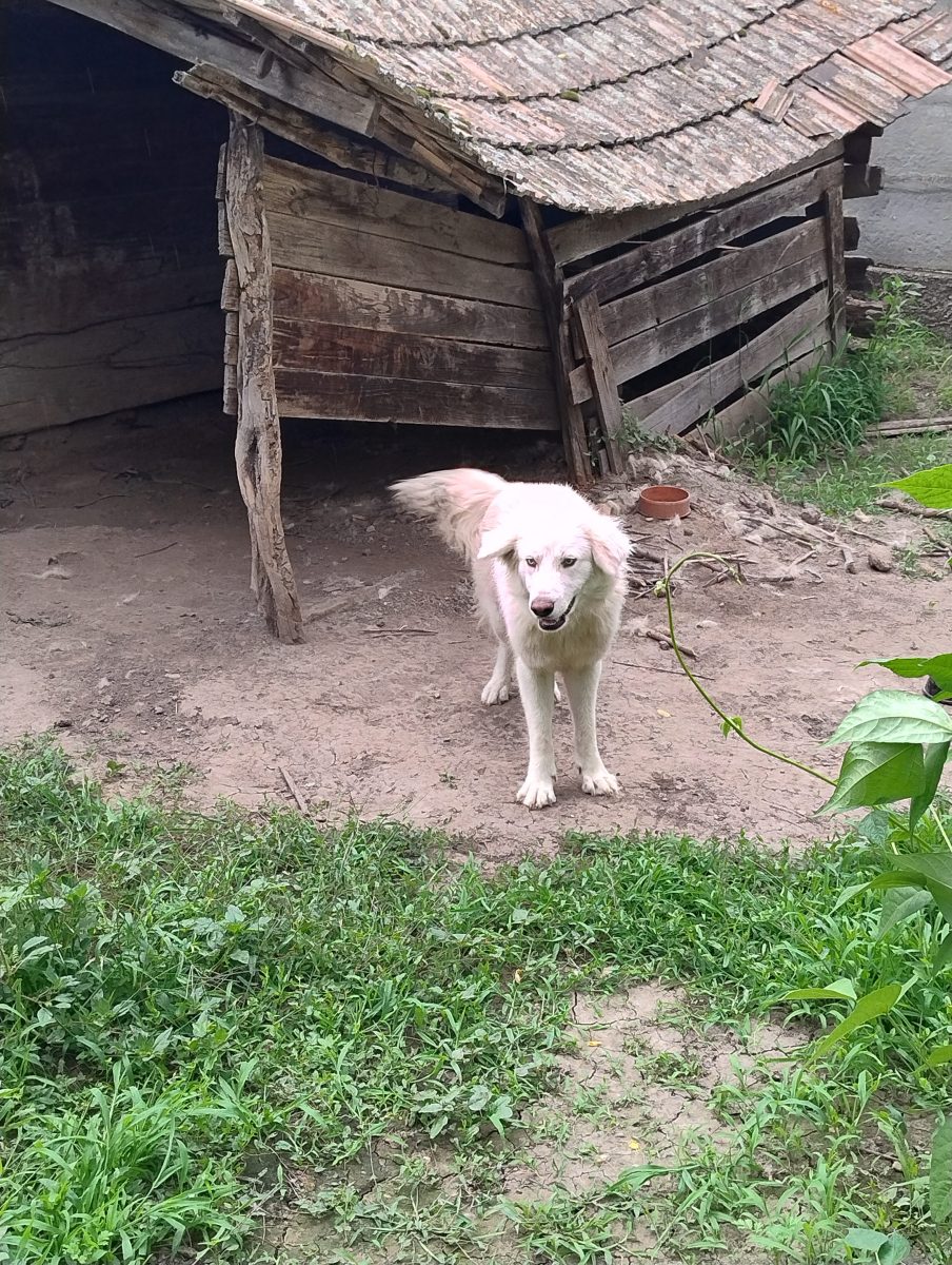 Azur, caut un stapan pentru care sa fiu un sprijin, nu o povara