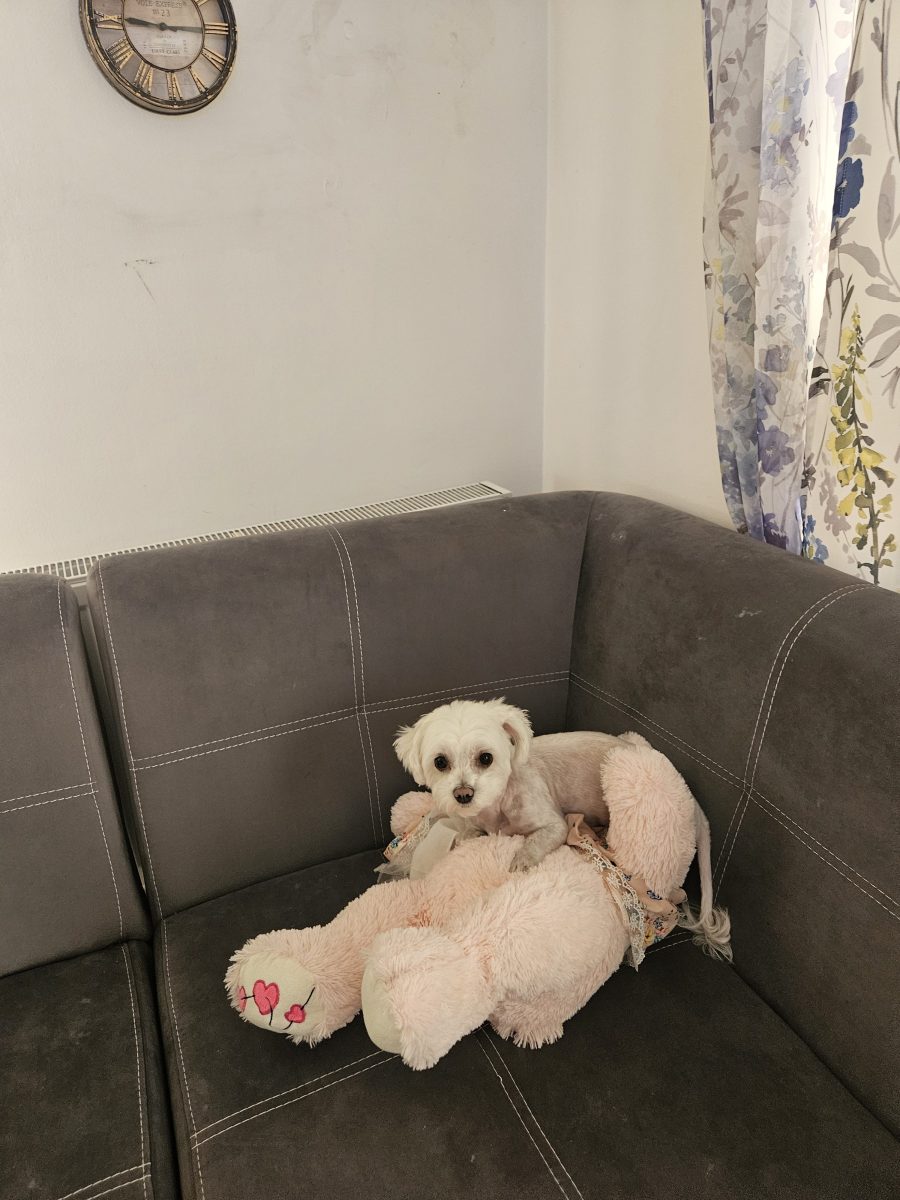 Ofer spre adoptie Bichon