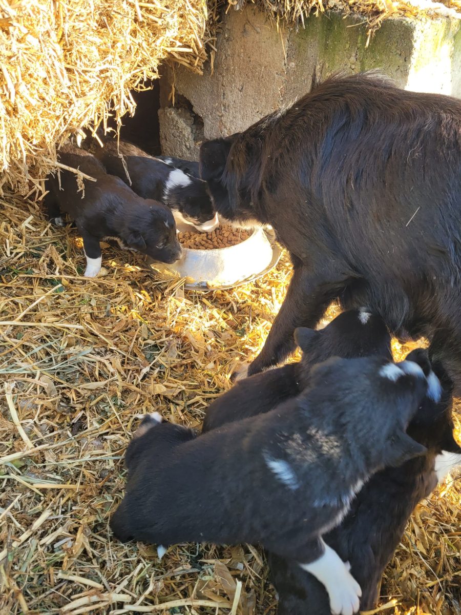 Ofer spre adoptie 6 catelusi mix de Border Collie