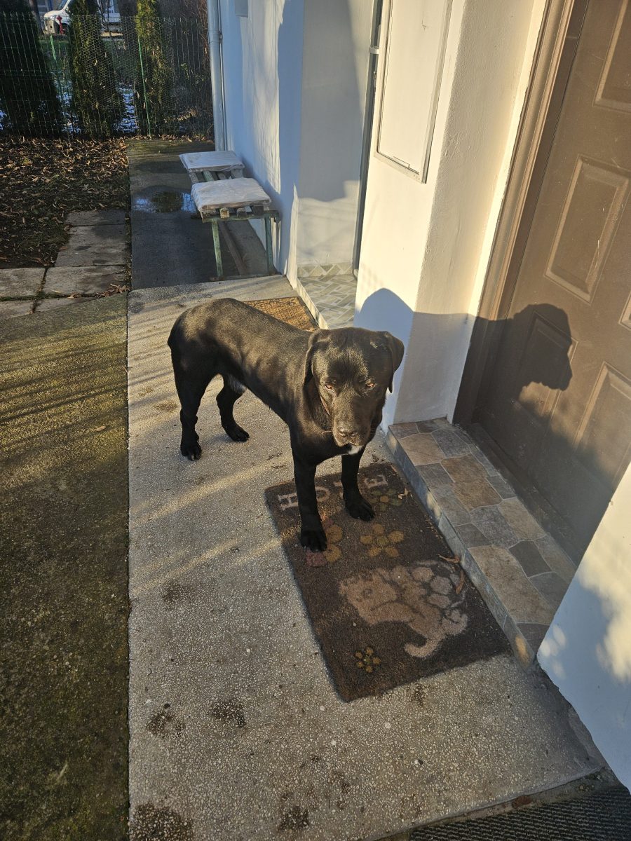 Catel pentru adoptie