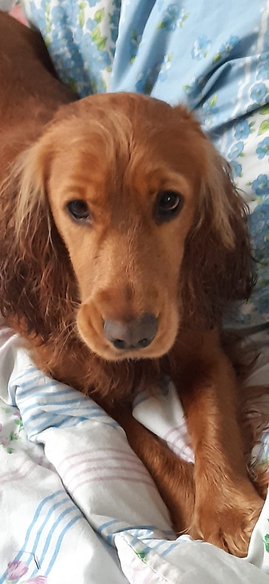 Donez Cocker spaniel