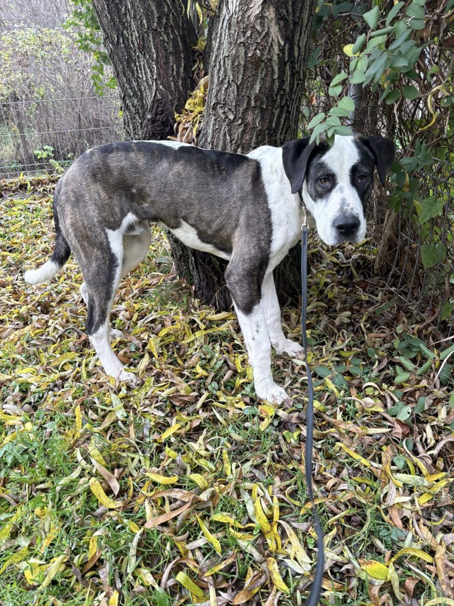 Benny, un câine blând si cuminte