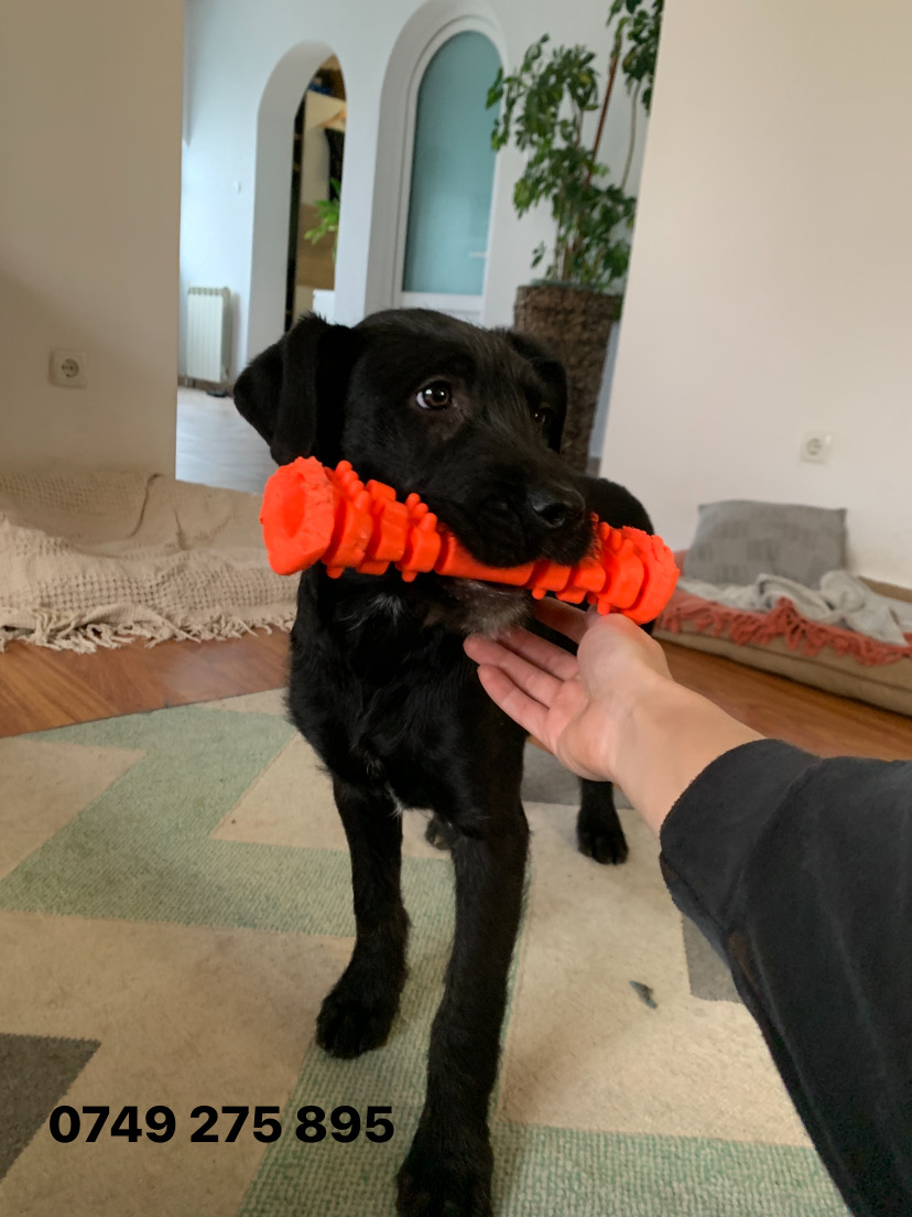 Kara – metis Schnauzer urias