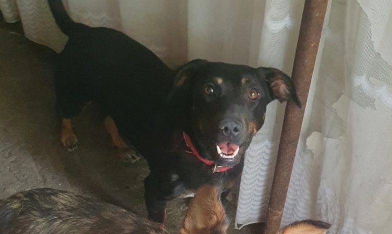 🐶 Nola își caută o familie responsabilă 🐶
