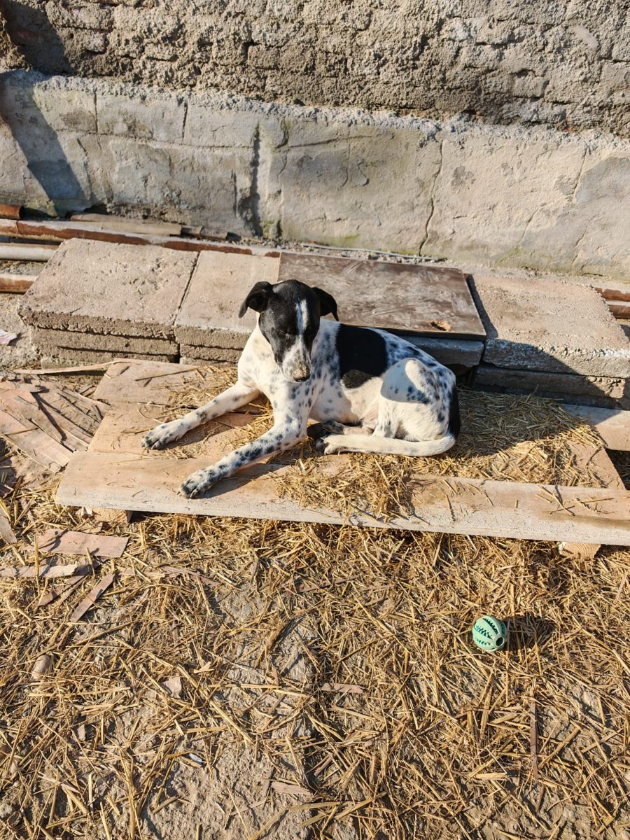 Oreo caută ACASĂ. Nu un loc unde “stă”, ci un loc unde este iubit.