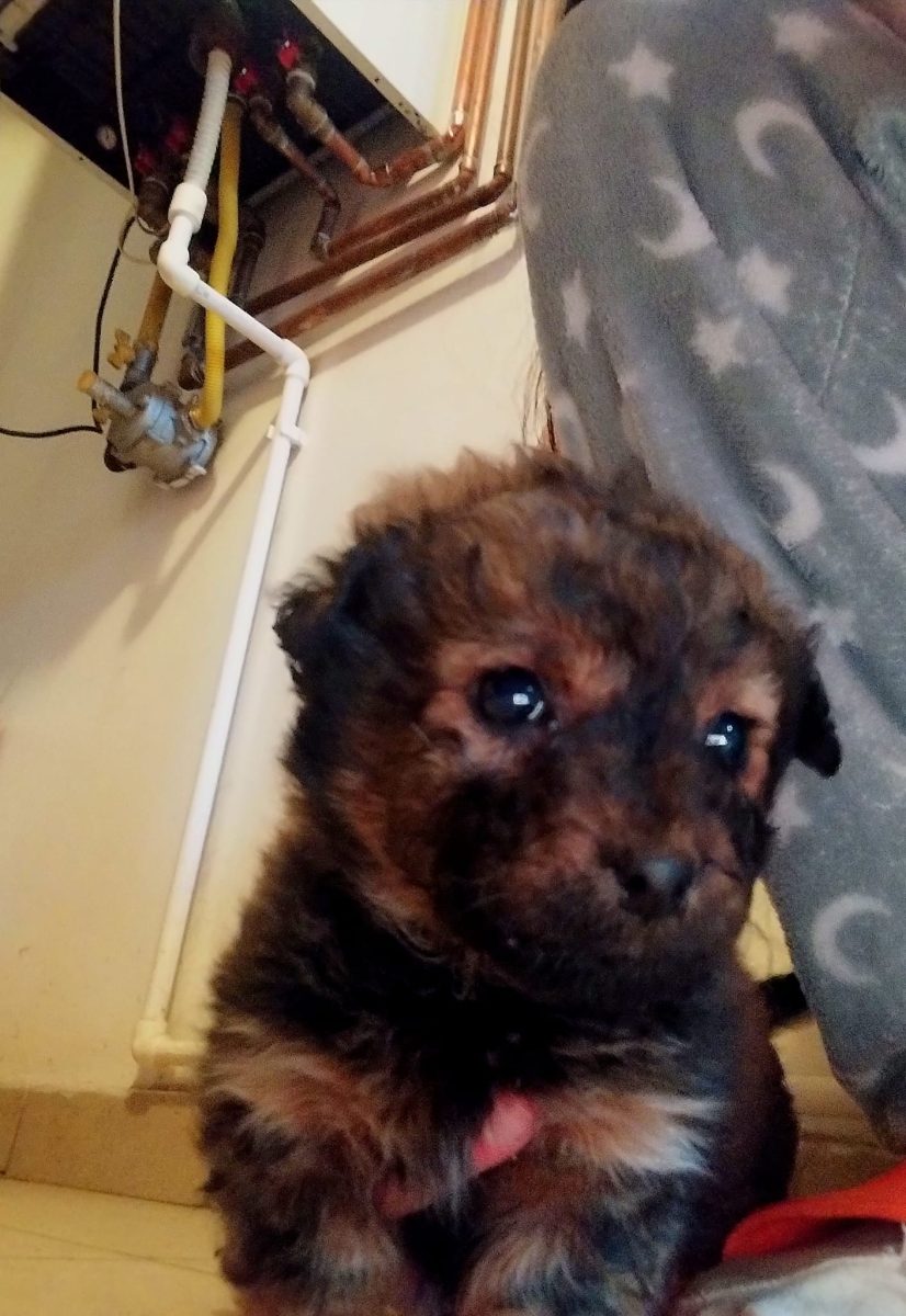 🐕Cățelușă de dat spre adopție! 🐾