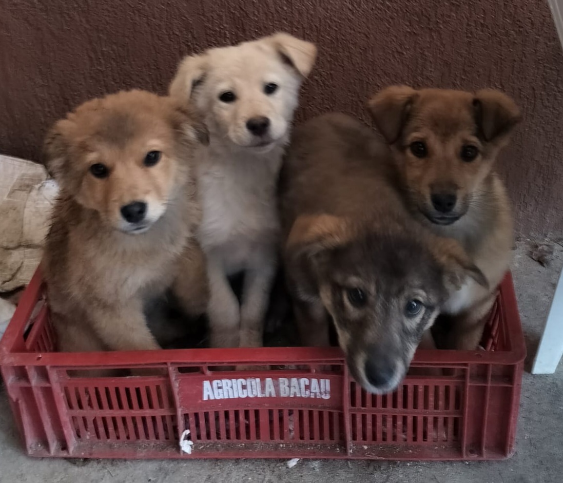Donez 4 puiuți de 4 luni, preluare din Focșani/Faraoanele