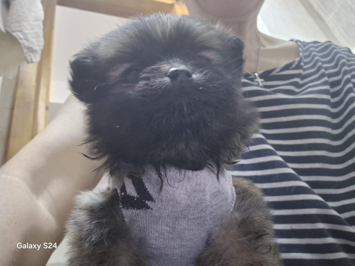 Adopție catelus