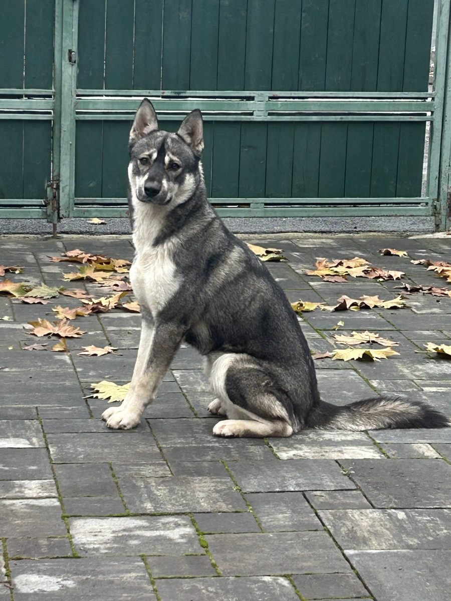 Donez metis Husky – prietenos și jucăuș