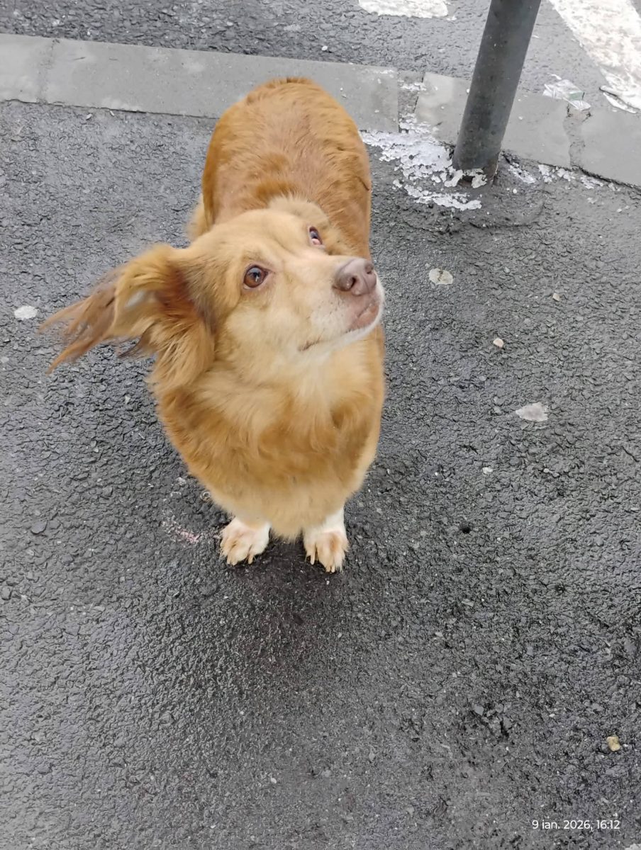 Michi pentru adopție responsabilă în București la bloc