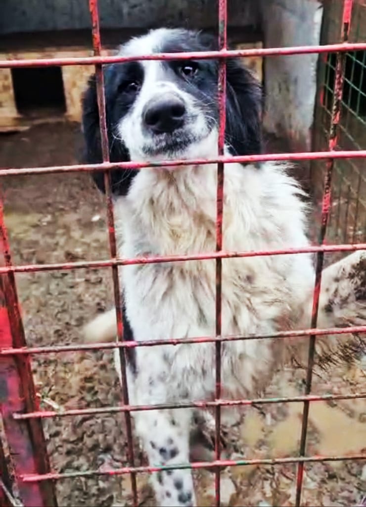 Adoptă-mă – Altfel, voi muri