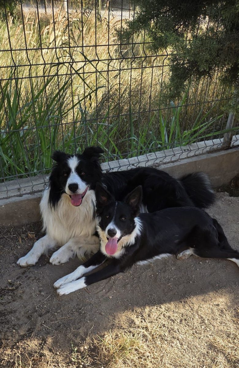 Pui border collie