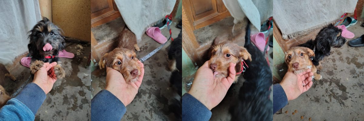 Luna & Bruna – două surori care cauta casă, împreună,7 luni,metis teckel+terrier,vaccinate la zi,microchipate