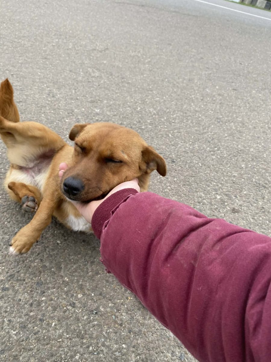 Roscovana pentru adopție în București
