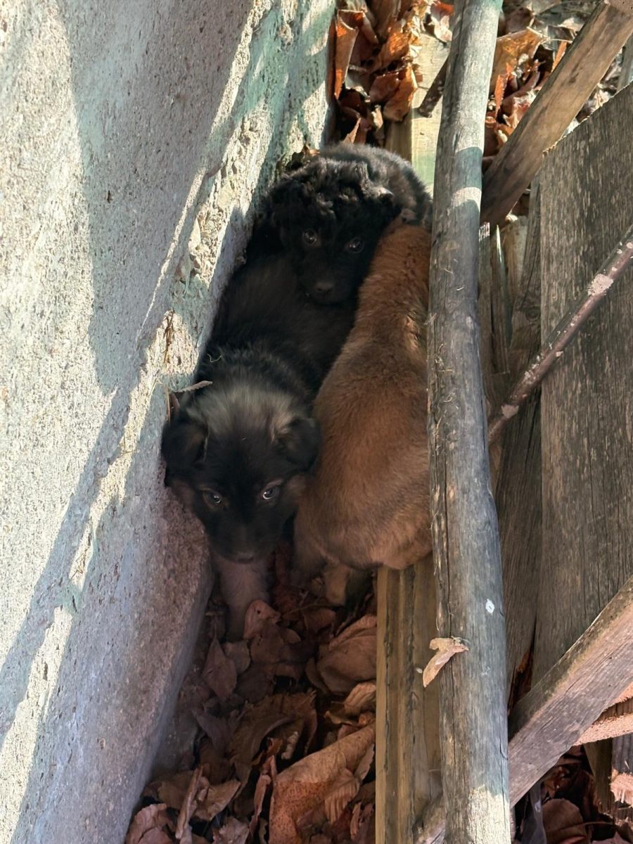 3 pui abandonati risca sa moara inghetati