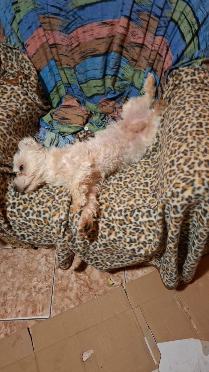 Toby, un bulgaras de iubire