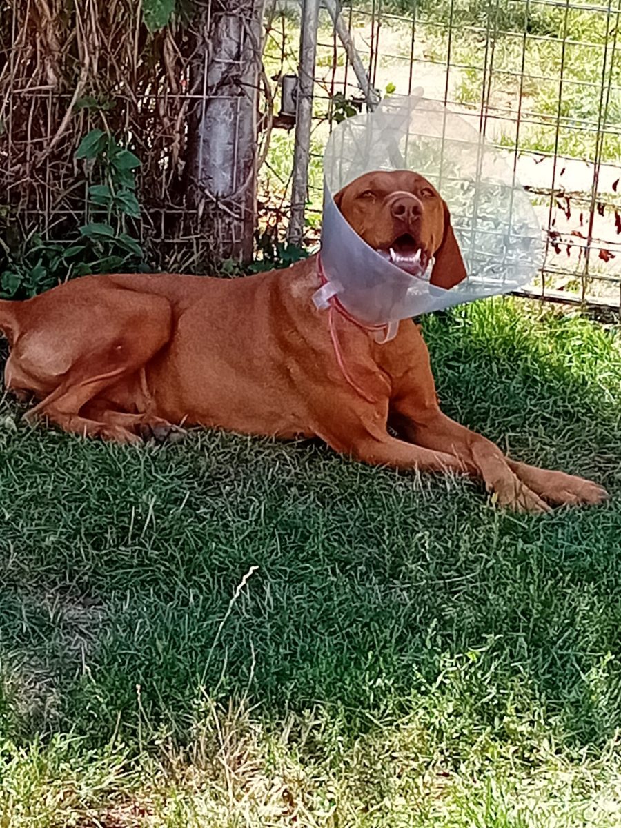 Adoptie viszla maghiara