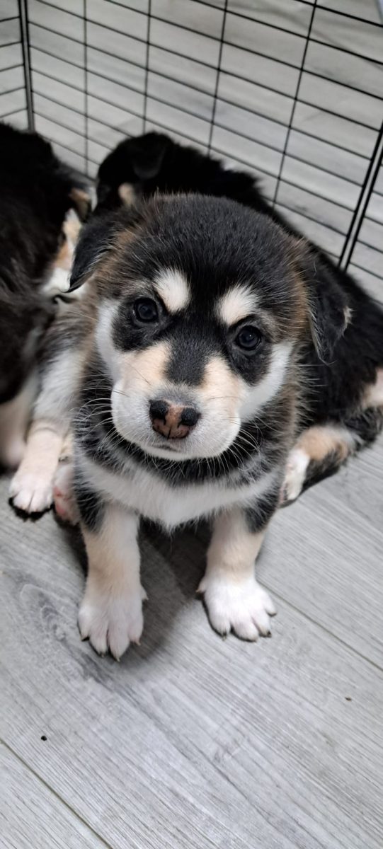 Donez Husky metis