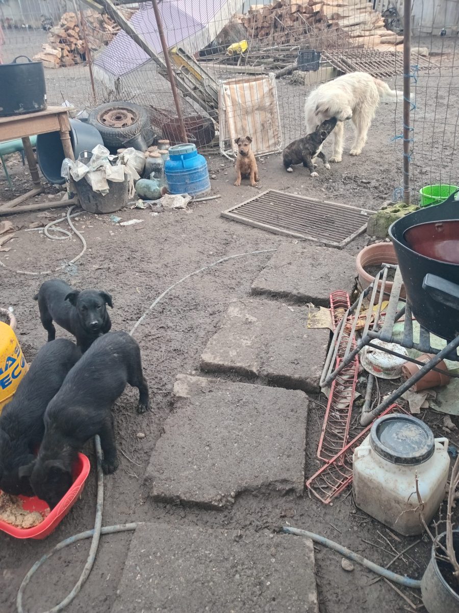 donez catei metisi Labrador