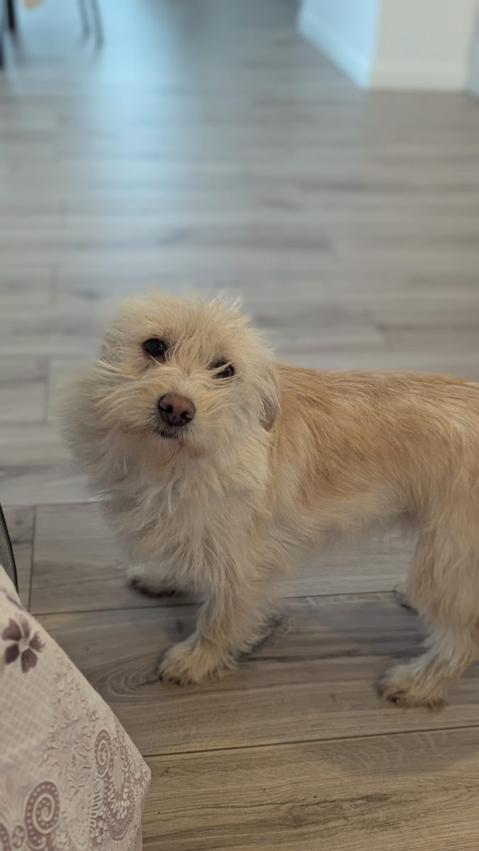 Mica – cățelușă albă de talie mică
