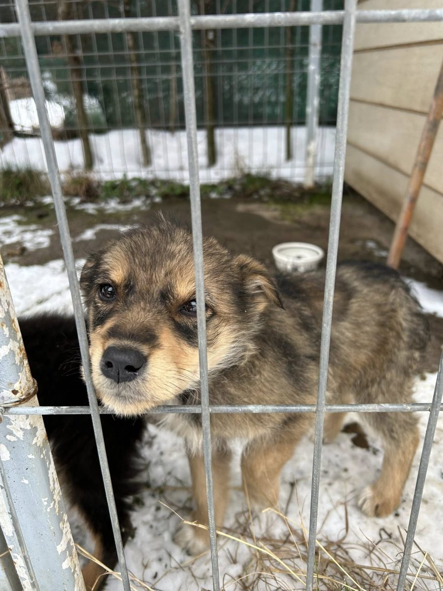 Cățelușa abandonata are nevoie de o casuta