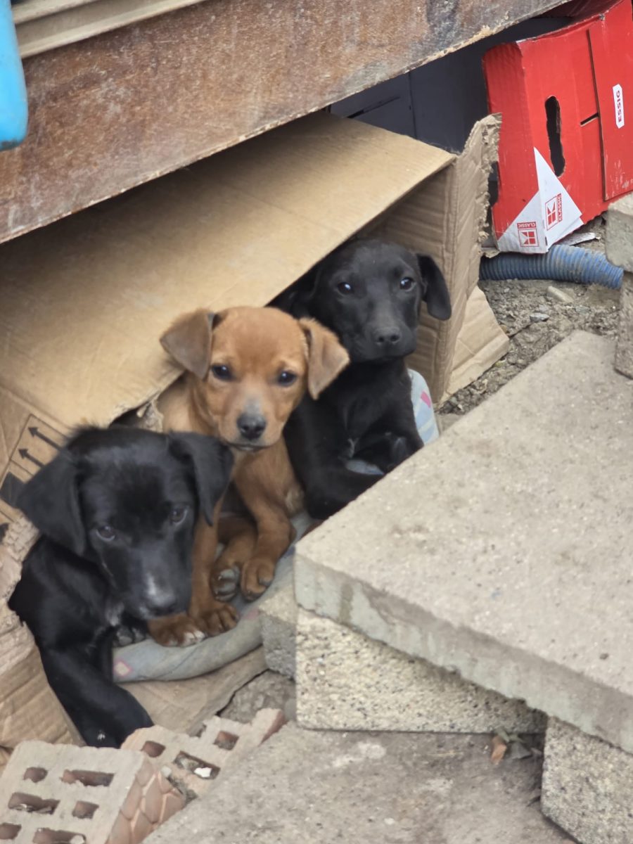 Adoptie 3 pui catei abandonati