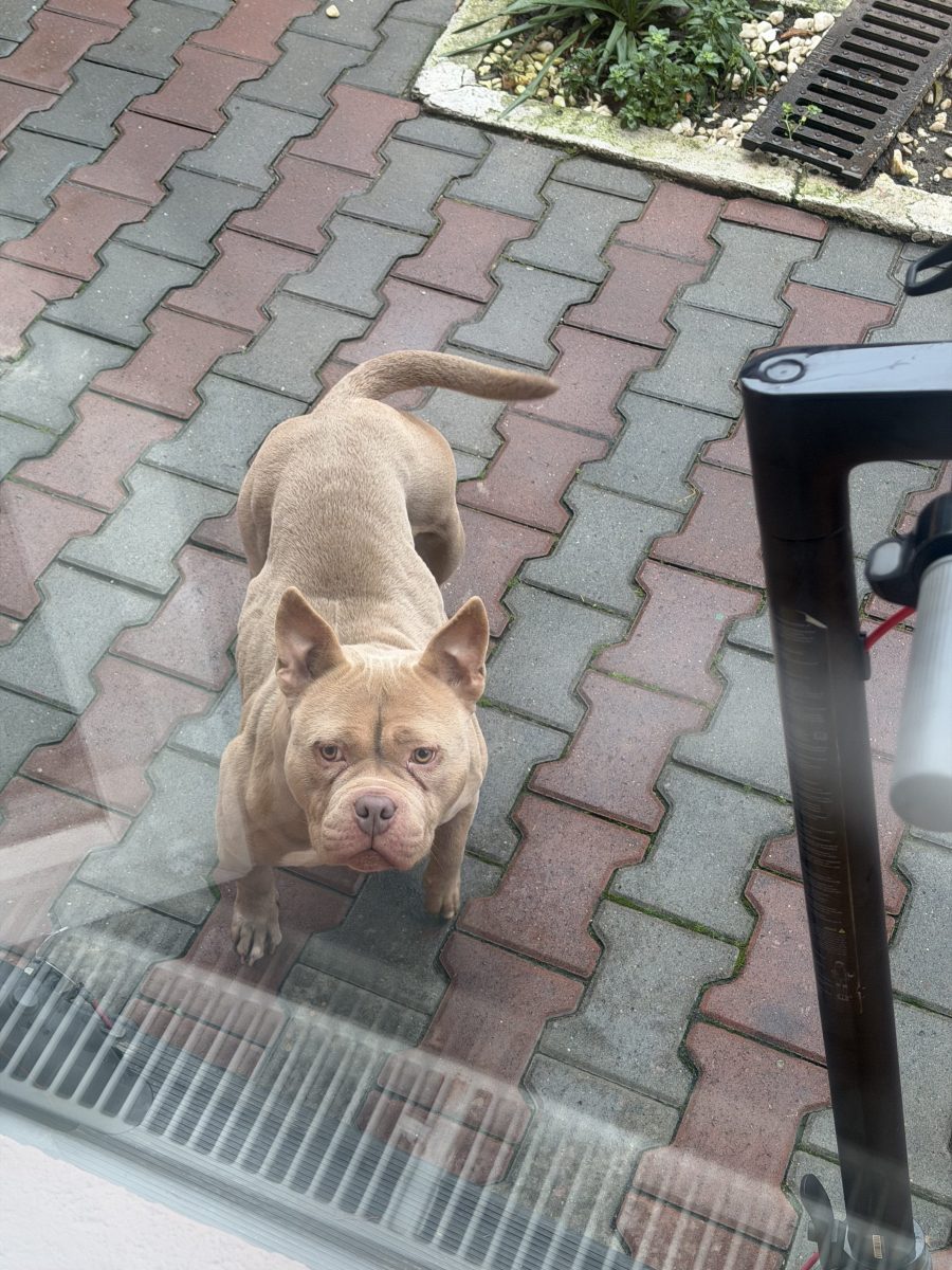 Donez femela american bully pocket