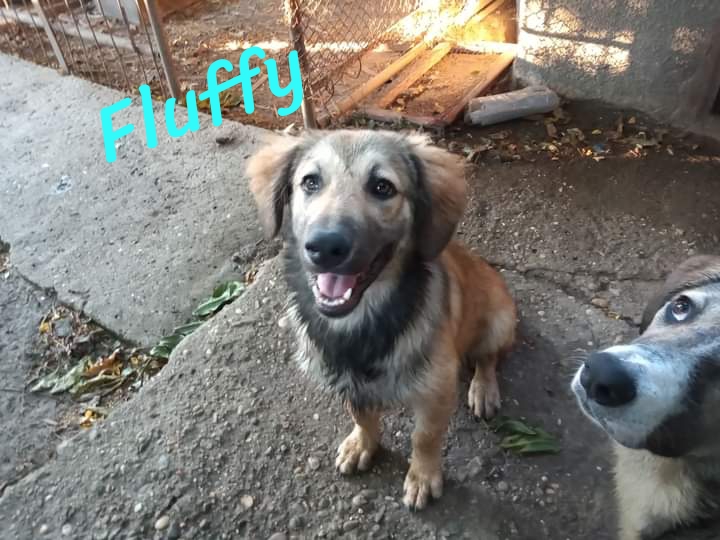 Câini pentru adoptie