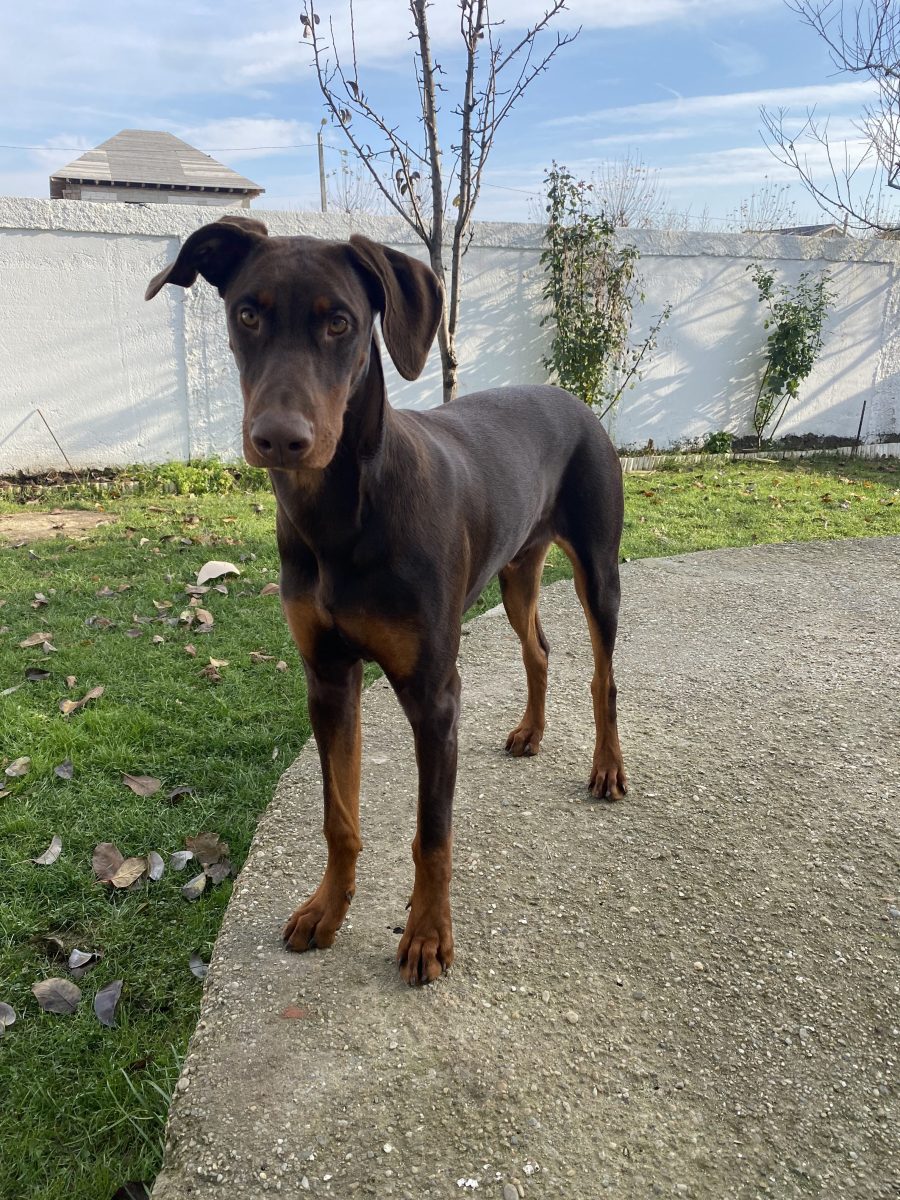 Zeus – Zeusaki