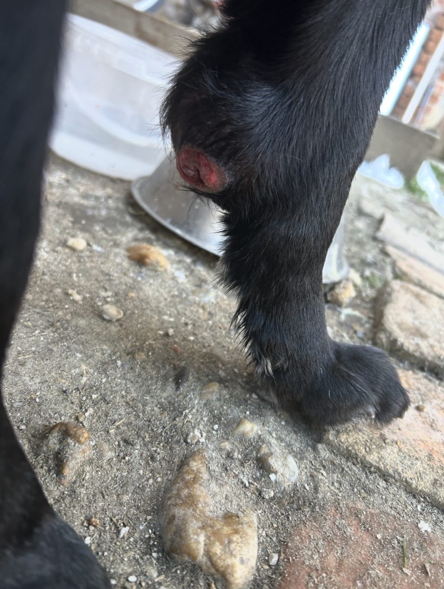 🐾Ajutor pentru Oscar🐾